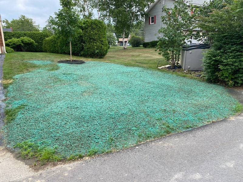 Hydroseeding