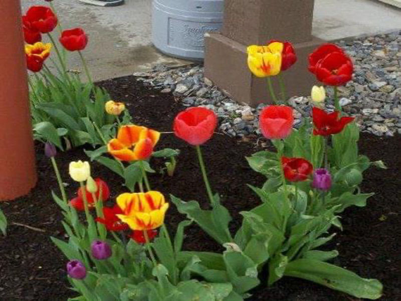 Landscaping