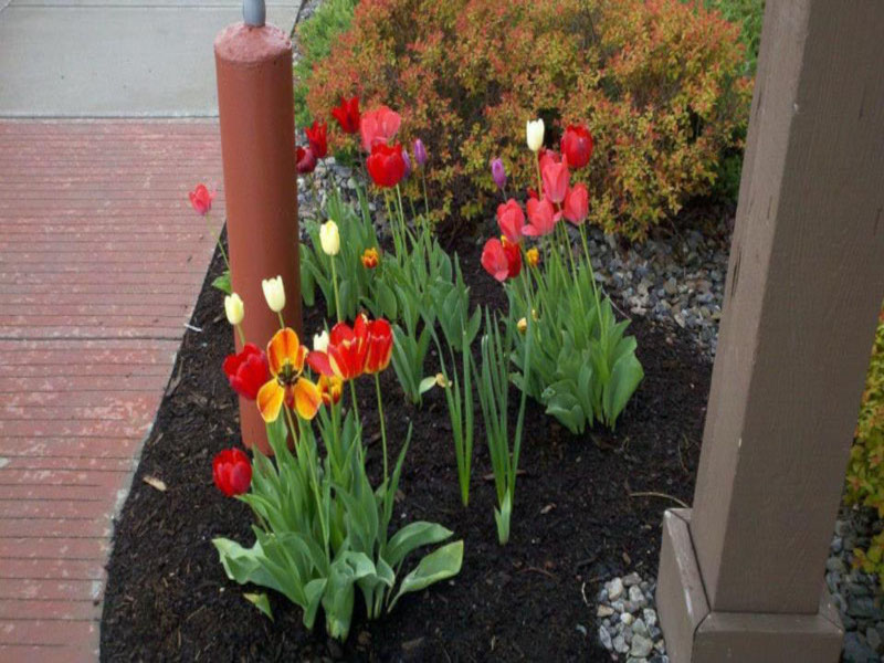 Landscaping